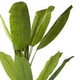 thumbnail image 3 of Enova Floral 72 inches Artificial Banana Tree in Black Nursery Pot, 3 of 5