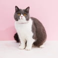 thumbnail image 5 of Mumup 4 Pieces Rhinestones Cat Collars Breakaway Cat Collar with Bell Bling Pet Accessories with Soft Velvet, 5 of 7