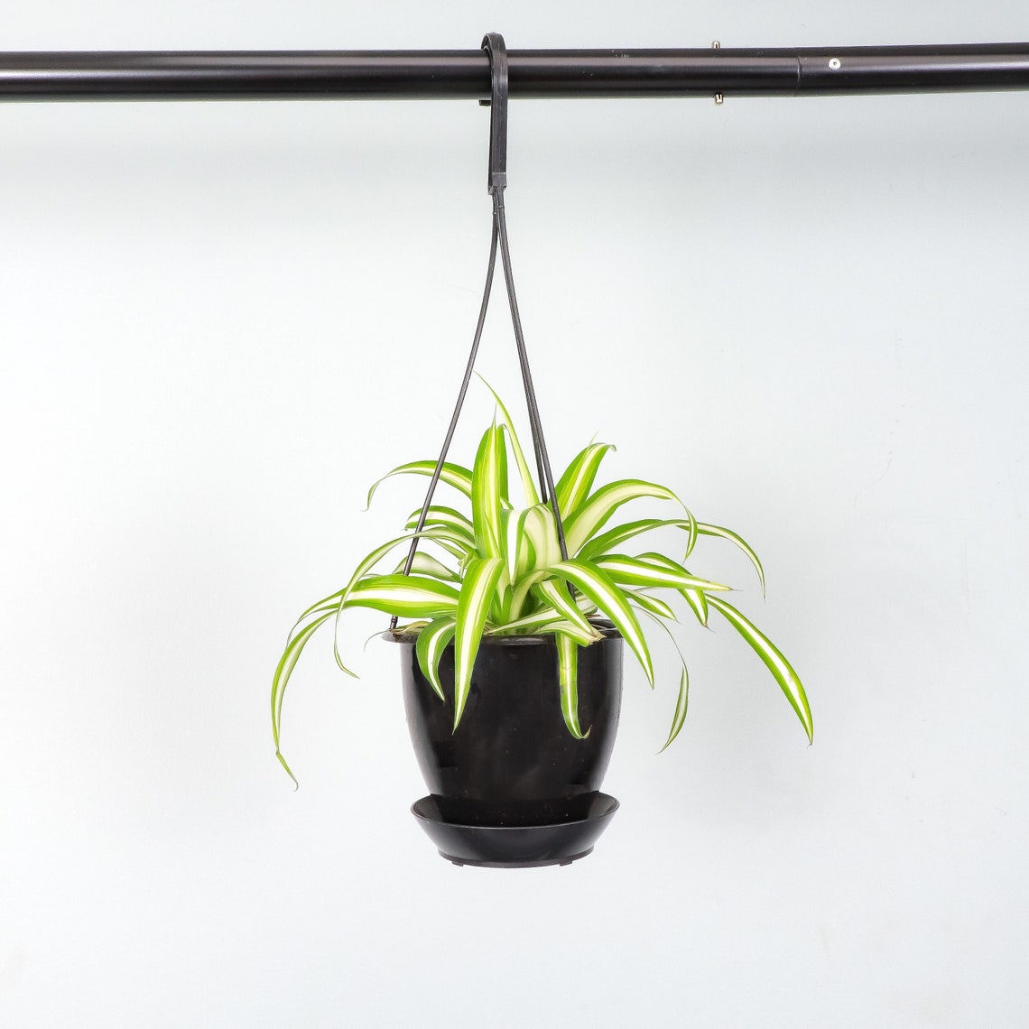 Live Spider Plant - 4" Hanging Pot - Black - image 2 of 5