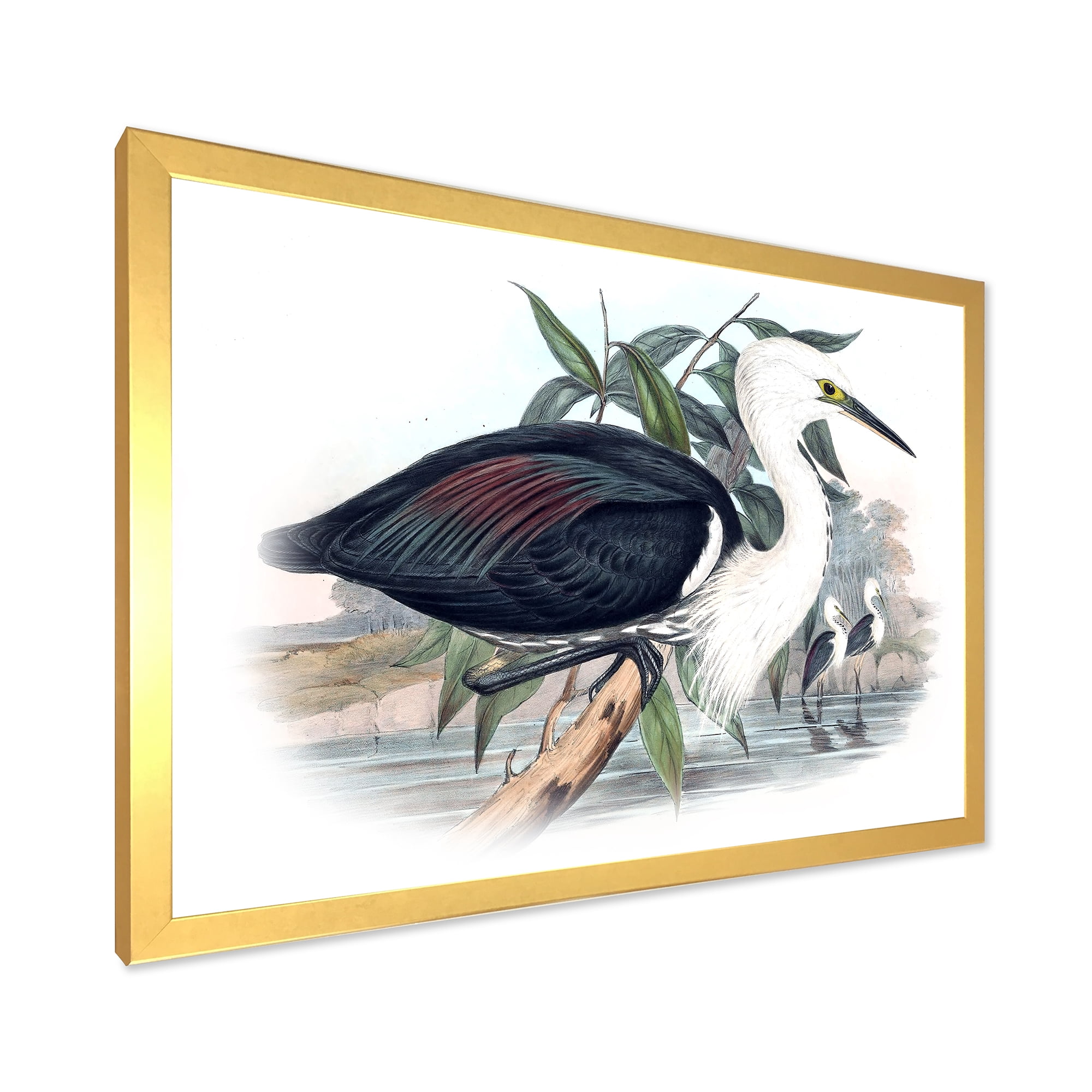 Designart 'Ancient Birds Of Australia' Traditional Framed Art Print