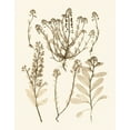 thumbnail image 2 of Vision Studio 26x32 White Modern Wood Framed Museum Art Print Titled - Sepia Nature Study III, 2 of 4