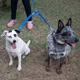 thumbnail image 4 of Correa Doble Perros 4 En 1 Reforzada Rotación 360° Bauvipets, 4 of 4