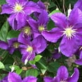 thumbnail image 5 of Clematis Jackmanii Superba - 3 Live Plants in 4 Inch Growers Pots - Clematis 'Jackmanii Superba' - Starter Plants Ready for The Garden - Beautiful Violet Purple Flowering Vine, 5 of 5