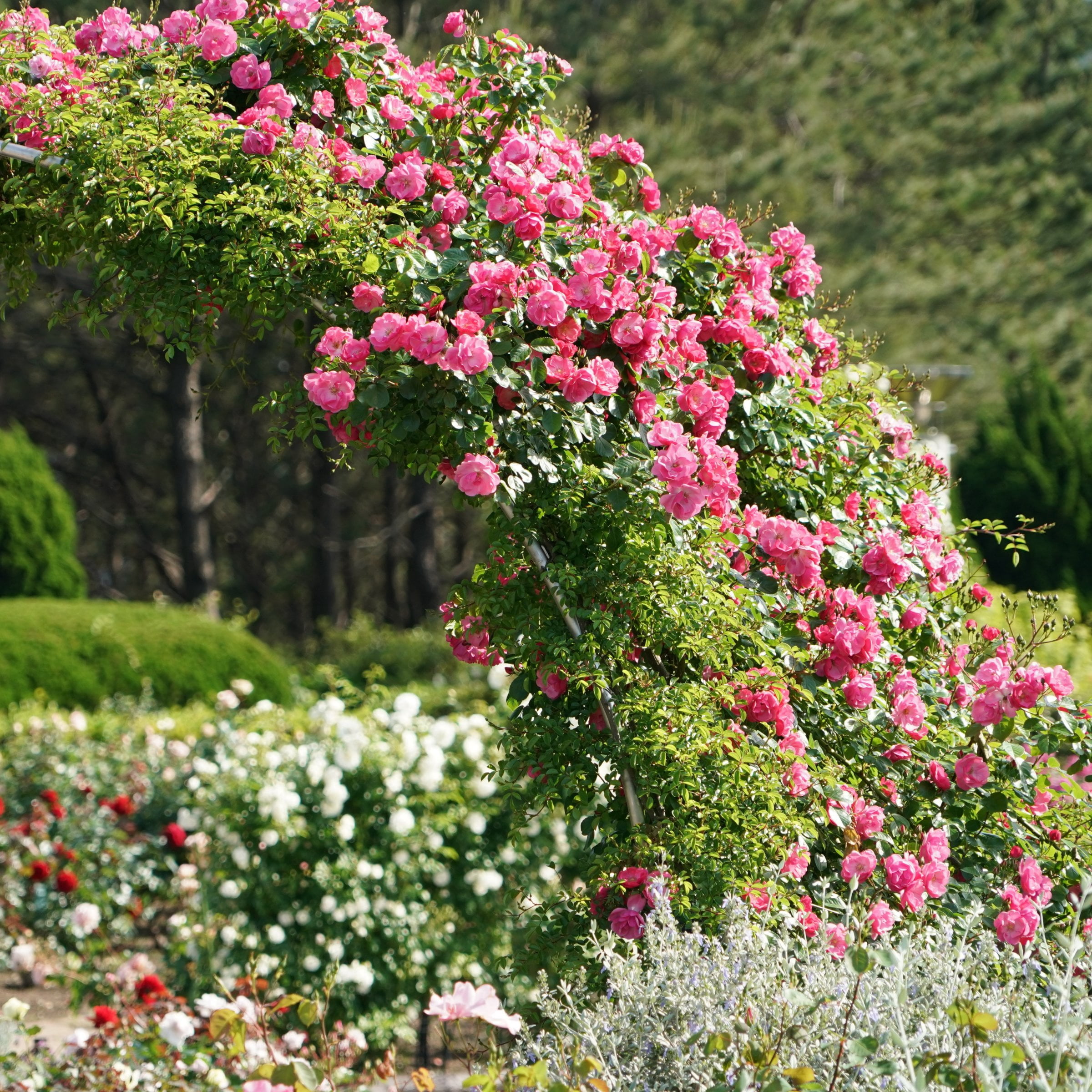 National Plant Network Bare Root Rose Climbing Zephirine Drouhin with Pink Flowers (5-pack)