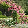 thumbnail image 6 of National Plant Network Bare Root Rose Climbing Zephirine Drouhin with Pink Flowers (3-pack), 6 of 14