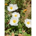 thumbnail image 5 of 100 White PORTULACA Grandiflora / MOSS ROSE Succulent Flower Seeds, 5 of 9