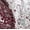 Holiday Harmony, variant on Southshore Fine Living, Inc. Reversible Bedding Set with 2 Patterns - Red Plaid & Holly Print
