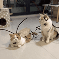 thumbnail image 2 of 2 Pcs Funny Realistic Cockroach Costume Kit for Cats - Pet Halloween Dress Up Party Outfit with Antennae, Soft Safe Material for Parties & Social Events, 2 of 7
