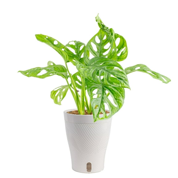 Costa Farms 15" Tall Swiss Monstera Live House Plants in 5" Self-Watering Pot