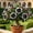 A, variant on Desert Rose For Growing-Perennial-Elegant Variegated Blooms-Yards-Ornament (Non-Artificial)
