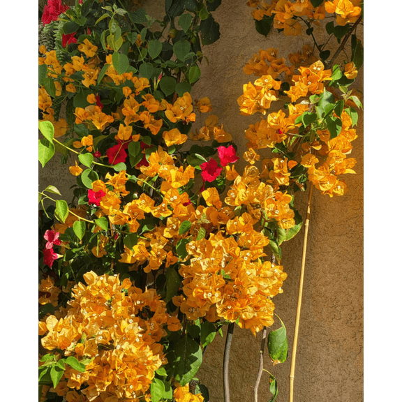Set 3 California Gold bougainvillea Plant Live for Planting, Yellow Bougainvillea Flowers Trees Live Plants Vines Garden Outdoor, 5 to 7 Inches Tall