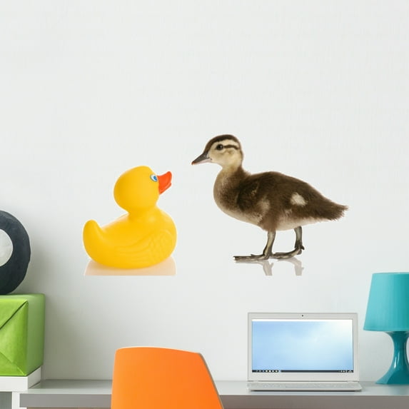 Baby Mallard Duck Standing Wall Decal by Wallmonkeys Peel and Stick Graphic (24 in W x 13 in H) WM42911