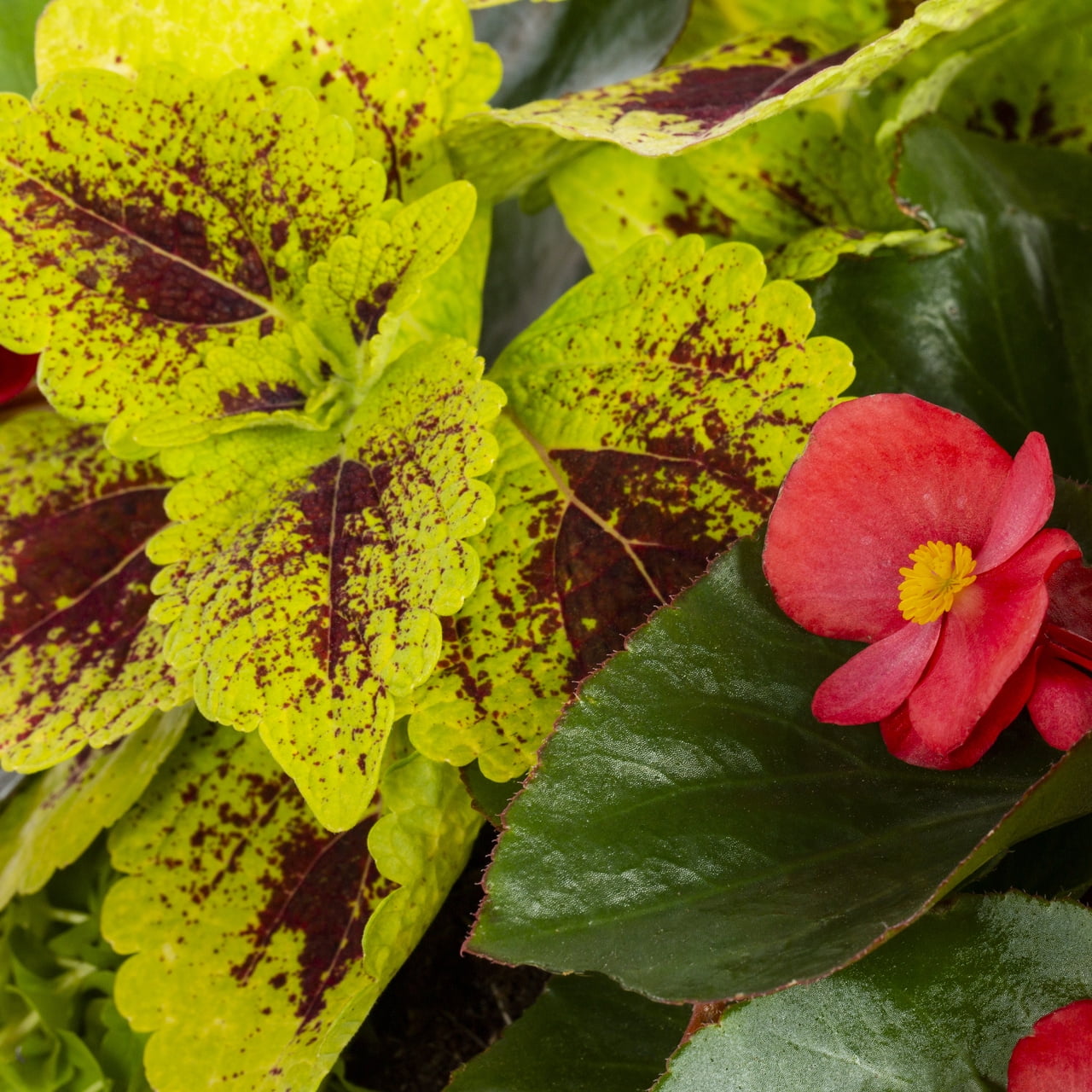 Better Homes & Gardens 1.5gal Multicolor Begonia Coleus Annual Plant Containers Made Easy Sun