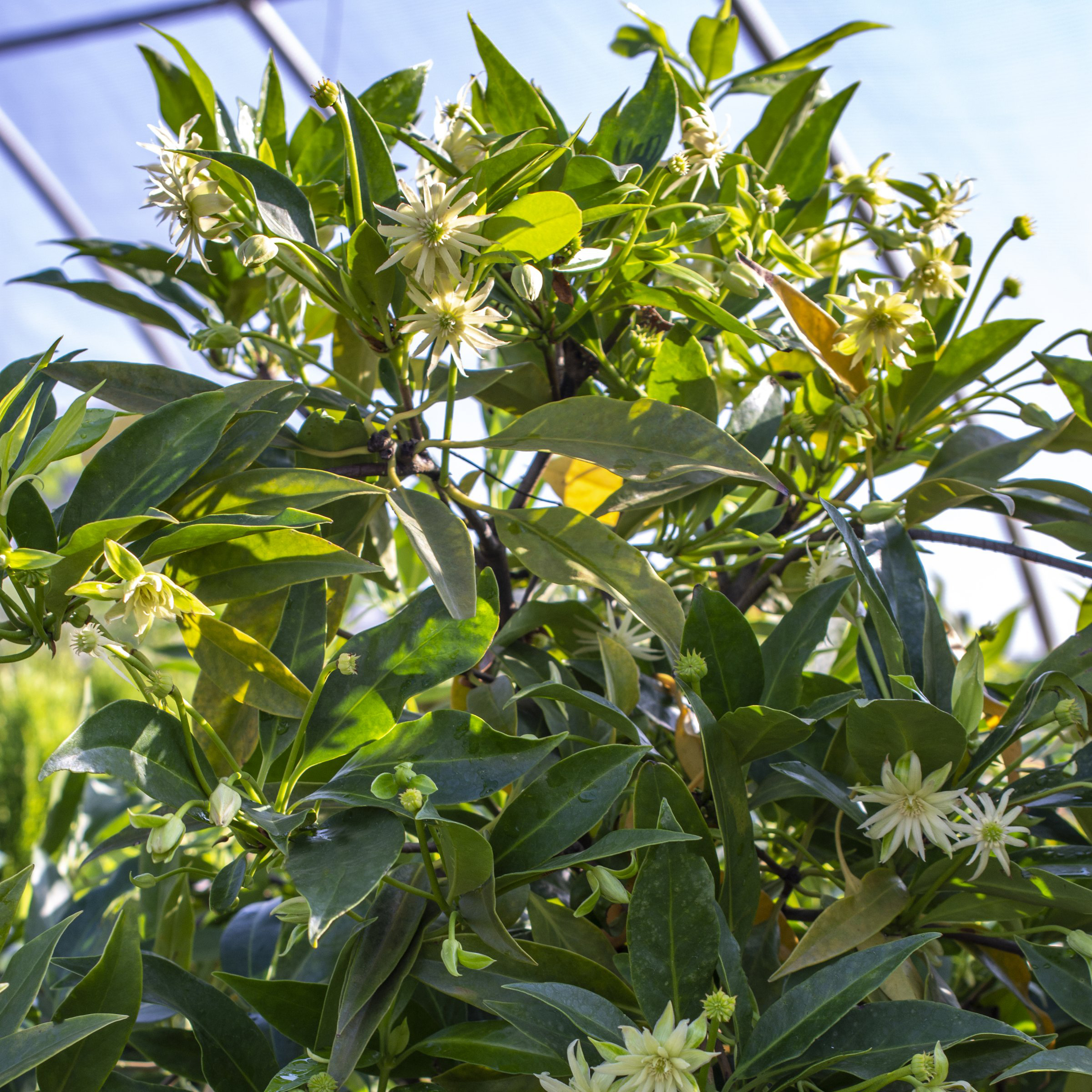 National Plant Network 1 gal. Illicium Star Flower Orion