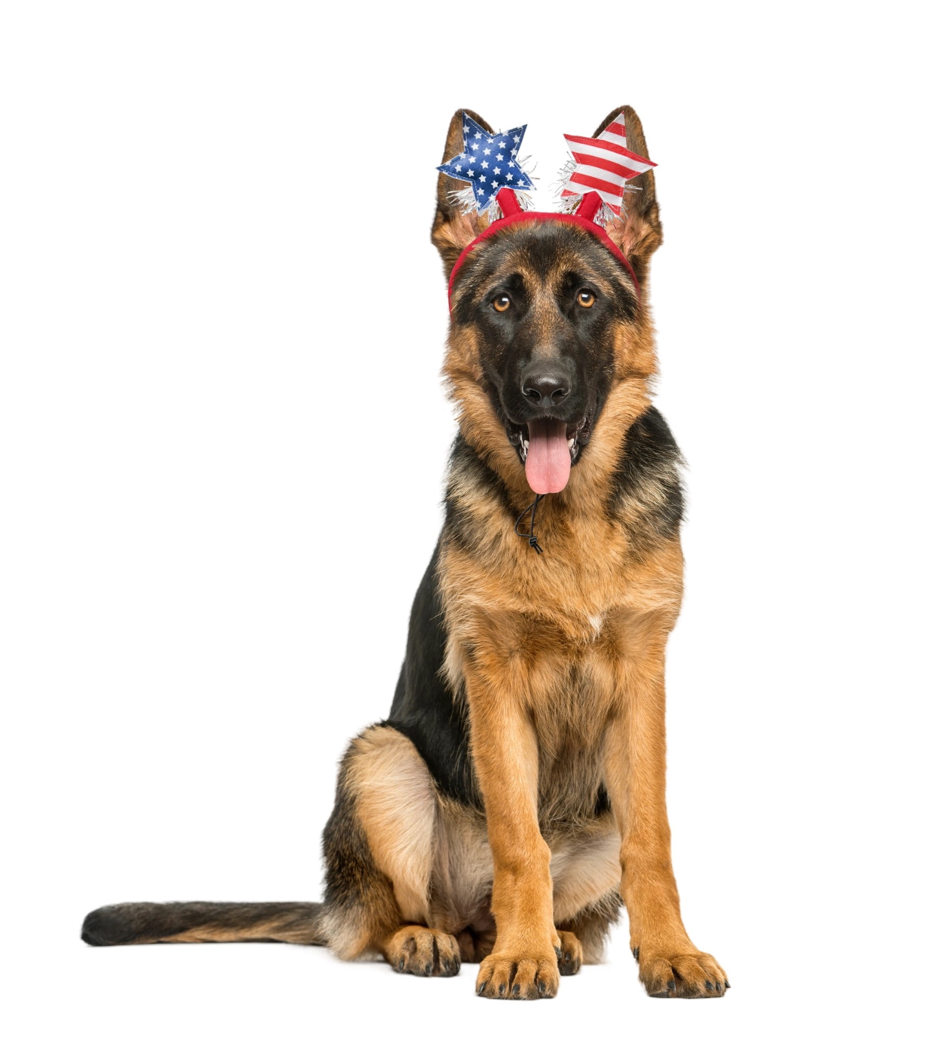 Vibrant Life Stars Pet Headband for 4th of July, Red White Blue, Medium/Large