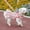 Red, variant on Didog Female Dog Harness Dress and Leash Fancy Small Pet Cat Summer Vest Clothes Yorkie
