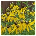 thumbnail image 2 of Everwilde Farms - 1 oz Yellow Coneflower Native Wildflower Seeds - Gold Vault Bulk Seed Packet, 2 of 4