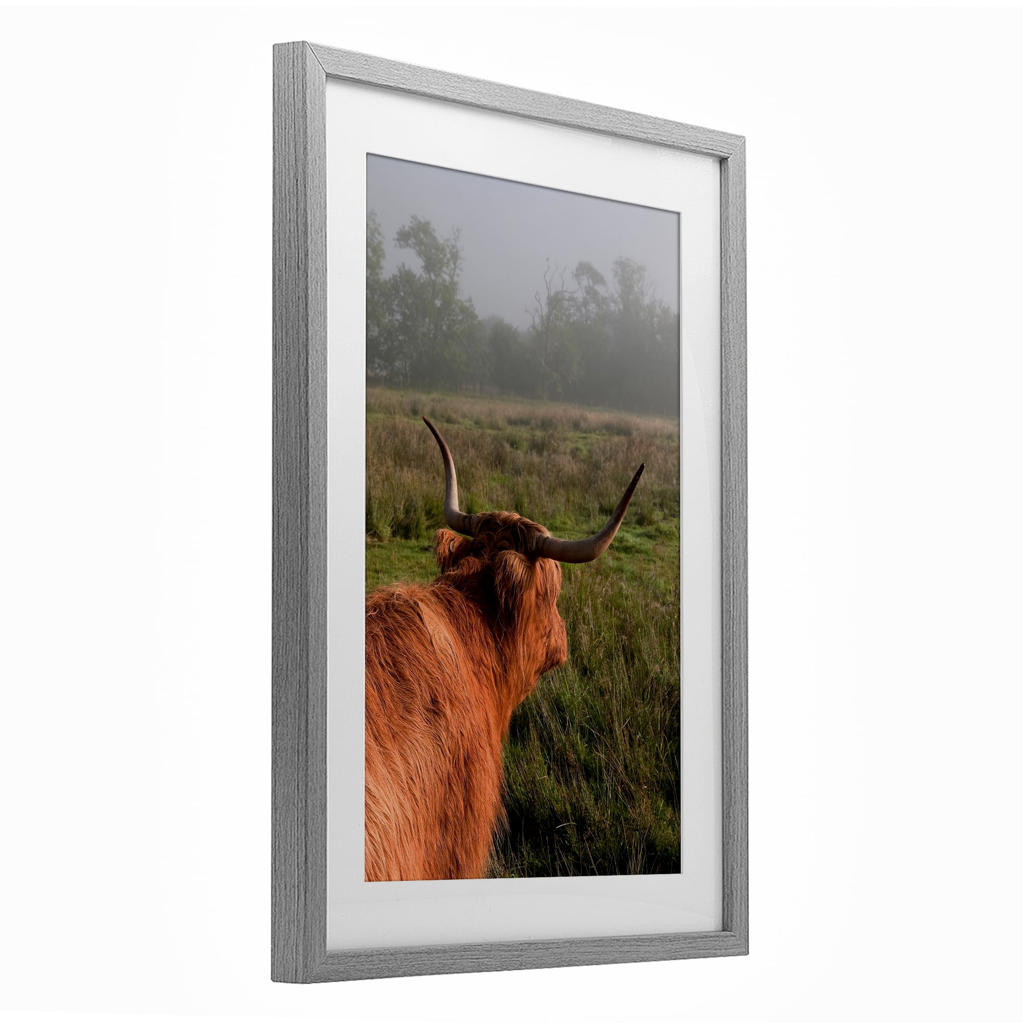 Highland Cow Gazing Out Gray Framed Print Under Glass, design by Jenny Rainbow Fine Art