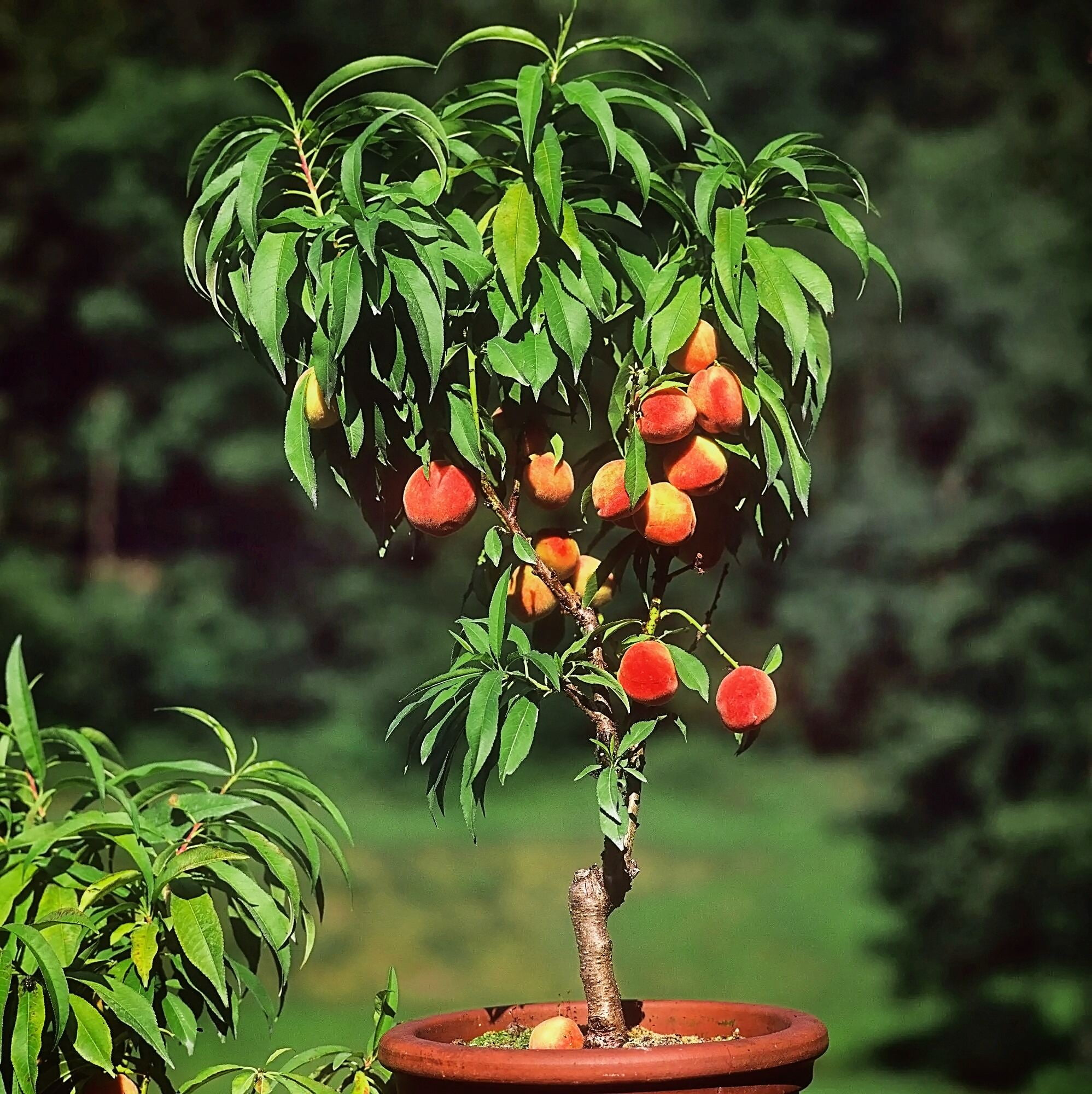 Expert Gardener Bonanza Patio Peach Live Tree, 3-4 ft Tall, 7 Gallon Grower Pot