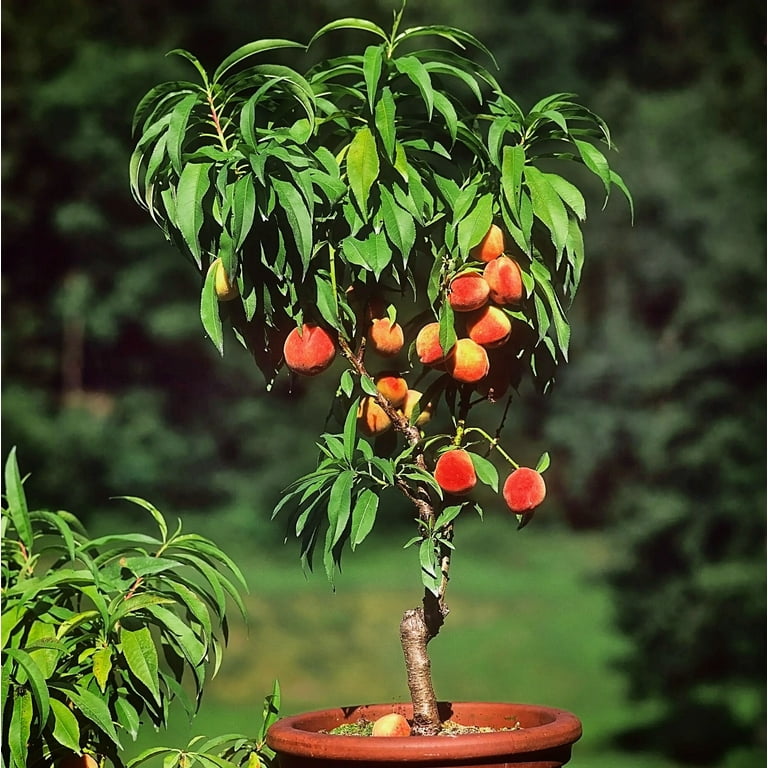 Expert Gardener 3-4 ft tall Bonanza Patio Peach Live Tree in 7