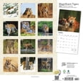 thumbnail image 2 of Magnificent Tigers | 2024 12x24" (Hanging) Wall Calendar | StarGifts, 2 of 8