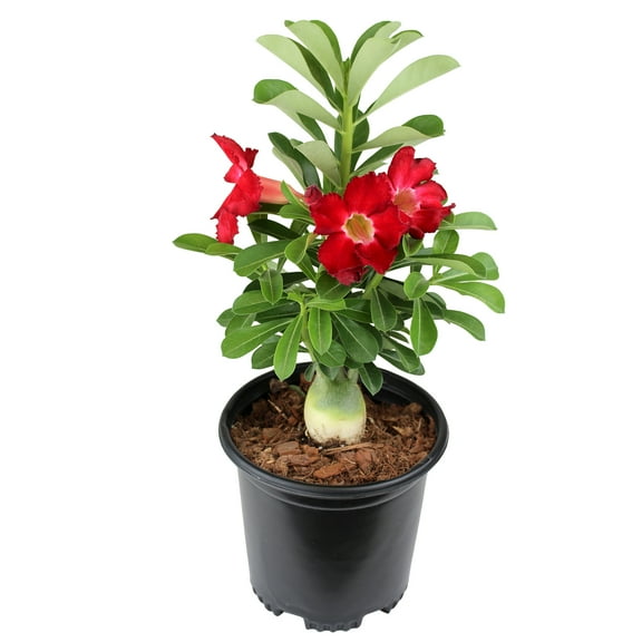 Altman Plants Red Desert Rose Succulent (Adenium) in 1 Gallon Grower Pot