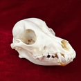 thumbnail image 2 of Clóset de taxidermia con calavera de animal real y gato para regalo científico, 2 of 8