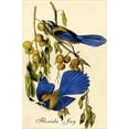 thumbnail image 2 of Art.com Florida Jay Stretched Canvas Print Wall Art by John James Audubon, 16" x 24", 2 of 4