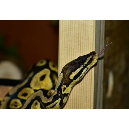 peel n stick poster of constrictor python ball python snake cute