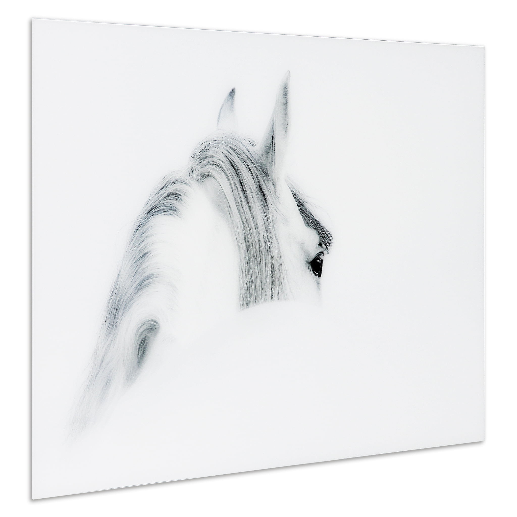 Empire Art Direct White Horses Set Frameless Free Floating Tempered Glass  Panel Graphic Wall Art, 48