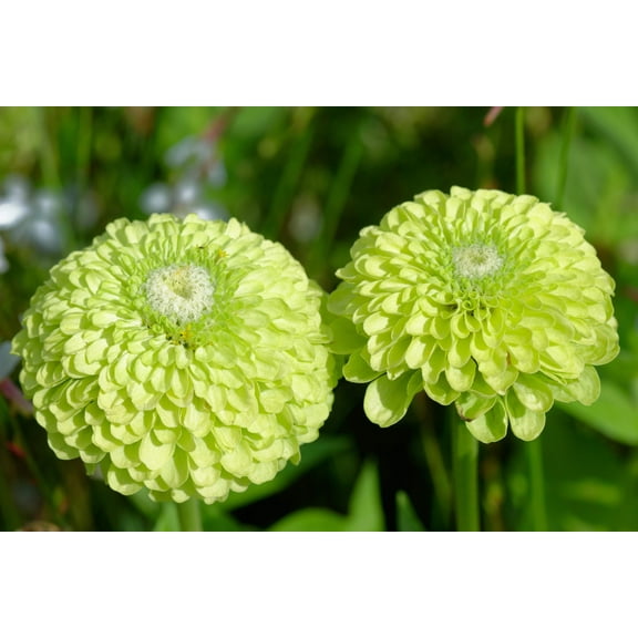 250 GREEN ENVY ZINNIA Elegans Heirloom Chartreuse Double Flower Seeds