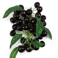 thumbnail image 1 of MYG Fake Fruit Longan Artificial Lychee Blueberry Cherries Home Decor, 1 of 5