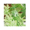 thumbnail image 6 of Outdoor Garden Decor Hanging Artificial Plants Silk Ivy Vine Fake Faux Plastic, 6 of 7