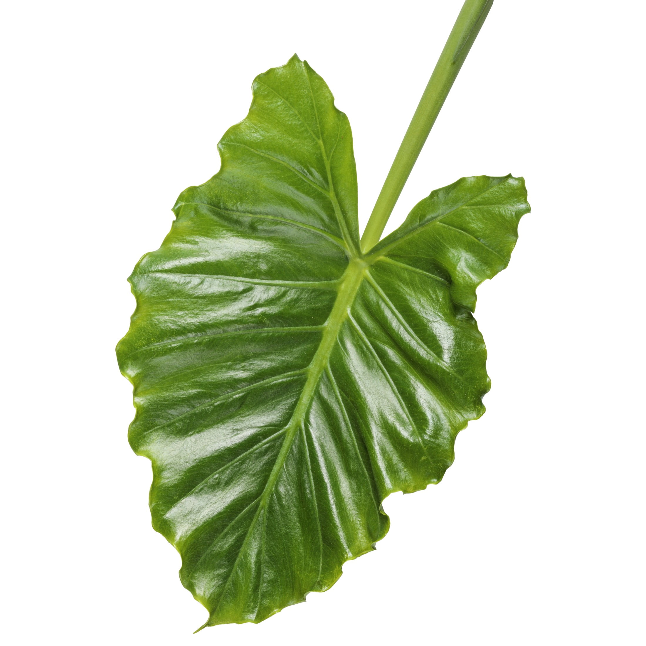 Proven Winners 5" Emerald Isle Elephant Ear Live Plant in 4.5" Pot