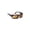 Copper, variant on Cape Sharp View Polarized Gray Sunglasses- Dark Tortoise - Small & Large