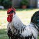 thumbnail image 4 of Sombrero decorativo de pollo - Plástico, ligero, diseño adorable - Disfraz de ave de corral, eventos/fotos de granja, se adapta a la mayoría de las razas, 4 of 7