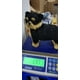 thumbnail image 4 of Juguete de felpa realista de perro Husky, felpa suave, cierre de esqueleto, decorativo, para habitaciones infantiles, decoración de coches, regalo, 4 of 8