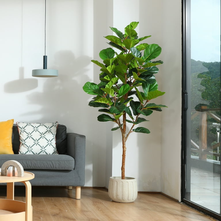 burgundy black cardinal philodendron Philodendron Black Cardinal | Premium Dark Indoor Plant main image 0