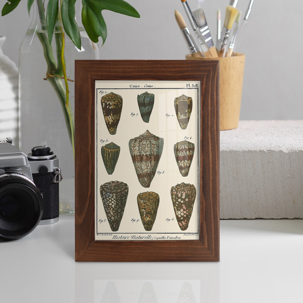 Cone Shell pl. 318 -Framed Print w/glass-Chestnut