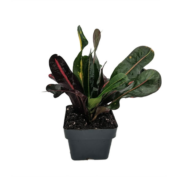 Mamey Croton - 3" Pot - Colorful House Plant