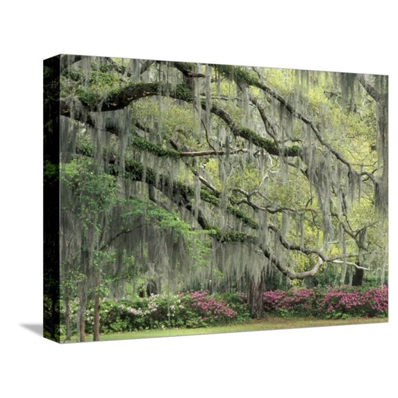 Live Oak Tree Draped with Spanish Moss, Savannah, Georgia, USA, Botanical Stretched Canvas Wall Art by Adam Jones Sold by ArtCom