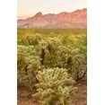 thumbnail image 2 of Jaynes Gallery 17x24 Black Ornate Wood Framed with Double Matting Museum Art Print Titled - Arizona-Santa Cruz County Santa Rita Mountains and cholla cactus at sunset, 2 of 4