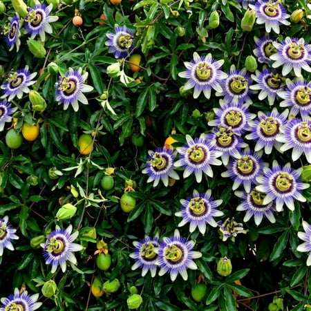 Passion Flower Plant, Trailing Passiflora Plant, Live Passion Flower Vine, Rare Blooms, 4–6 Inches Tall, Well-Rooted Starter for Garden Trellis, Fence, Patio (Blue)