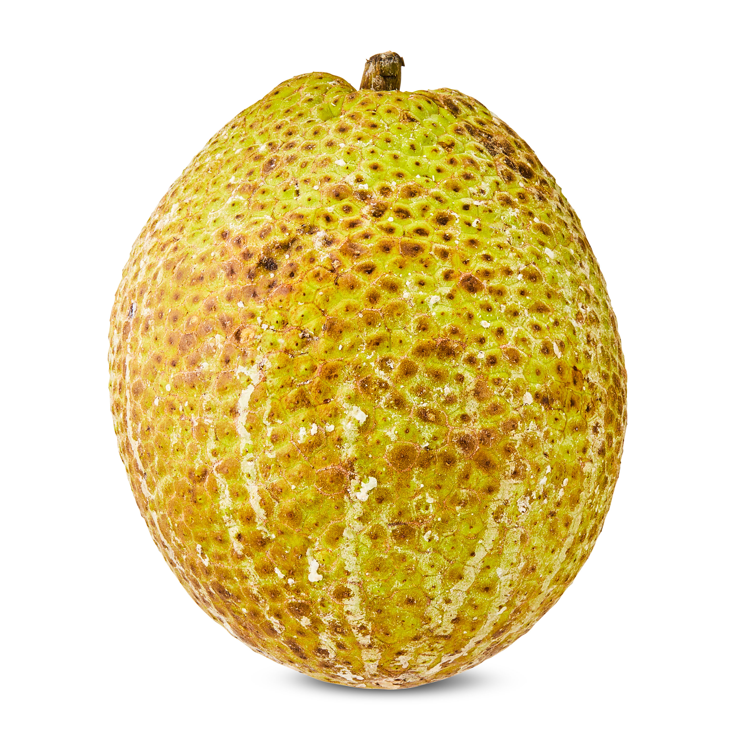 Fresh Breadfruit, Each
