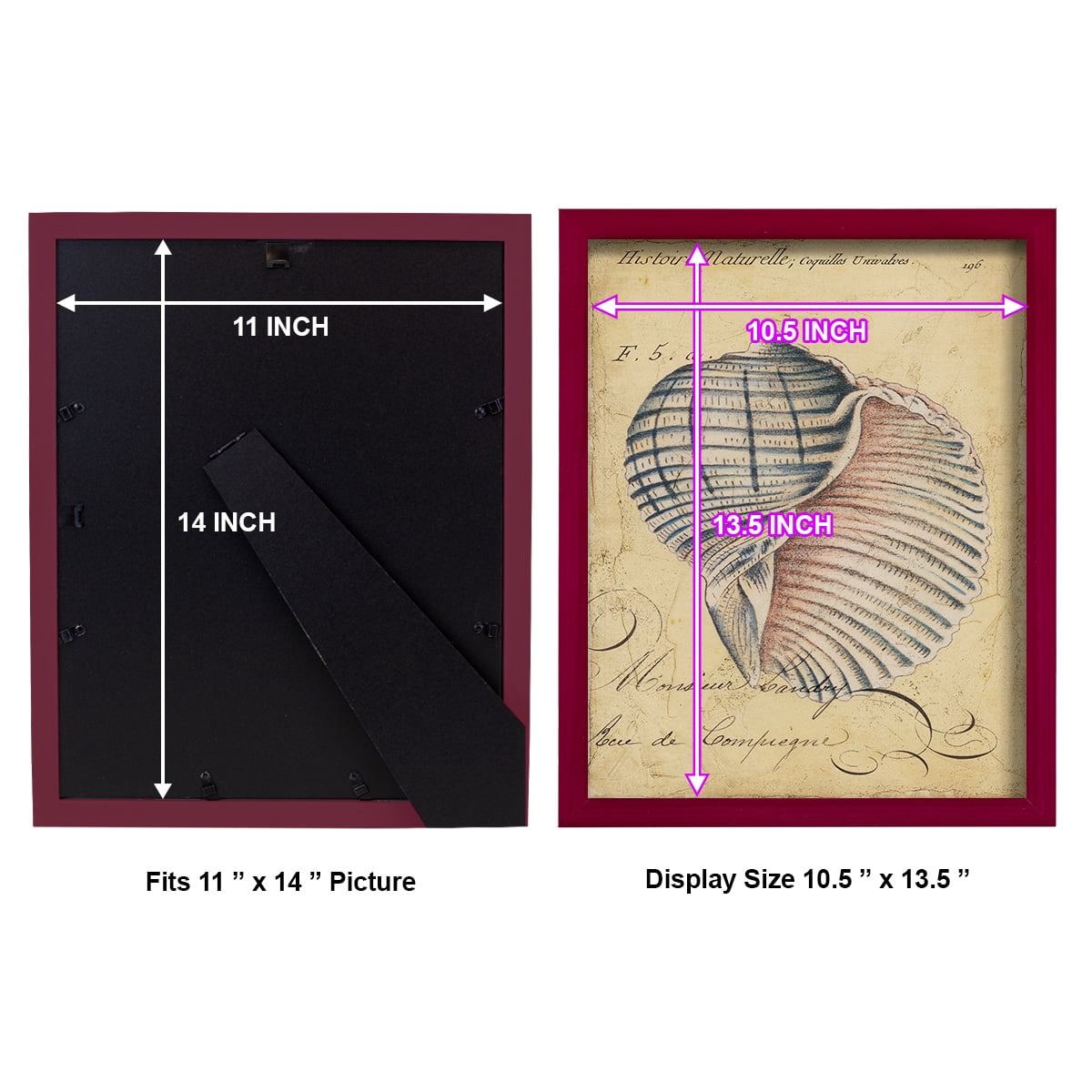 Seashell Ephemera V - Framed Print w/glass - Cherry Red