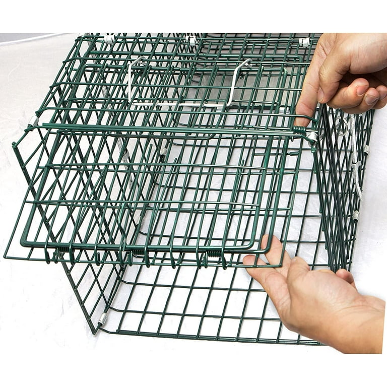 OxGord Live Animal Trap - Humane Catch & Release Large 32 Cage Best for  Raccoon, O-possum, Stray Feral Cat, Rabbit & Rodents - No-Kill Bait Trapping  Kit - Heavy Duty, 2-Door, Foldable