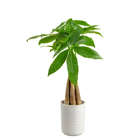 Costa Farms 16" Tall Pachira Braided Money Tree, Medium Indirect Sunlight, Indoor Live House Plants