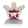 thumbnail image 4 of Modelo de Pelvis Femenina Modelo de Cadera Ciencia Médica Anatomía Médica con Músculos del Suelo Pélvico Modelo de Esqueleto Femenino para Ginecología, 4 of 8
