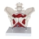 thumbnail image 4 of Modelo de pelvis femenina Modelo de esqueleto femenino Flexible con músculos del suelo pélvico para comunicación de patentes Partera en obstetricia, 4 of 9