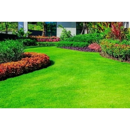 2000 Emerald Zoysia Grass Seeds for Planting, Zenith Zoysia Seeds for Lawn, Easy to Grow